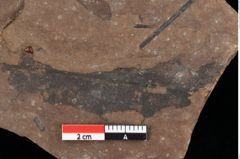Foto (Detailansicht) von Pinus palaeostrobus Ettingshausen (NHMW-GEO-2024-0188-0200)